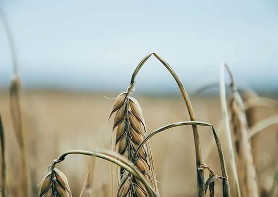 Czy mąka orkiszowa jest zdrowsza od pszennej? Oto prawda o jej zaletach